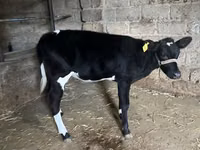 Qoramol (partiya, jinsi ko‘rsatilmagan), Russian Black pied cattle — 3-rasm