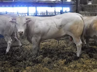 ثور, Blonde d’Aquitane cattle — الصورة 5