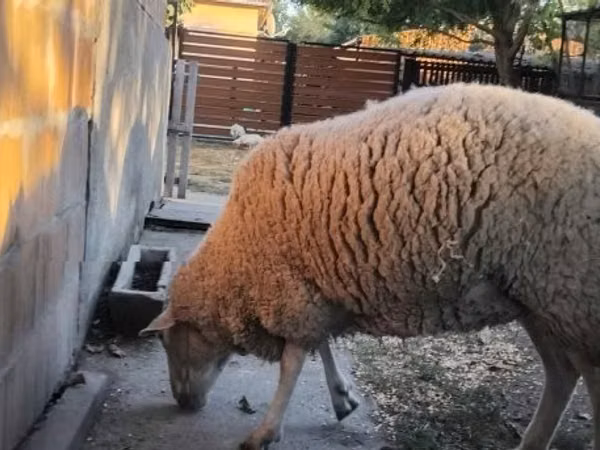 Oaie, Oi