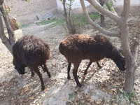 公羊, Sheep — 照片 3