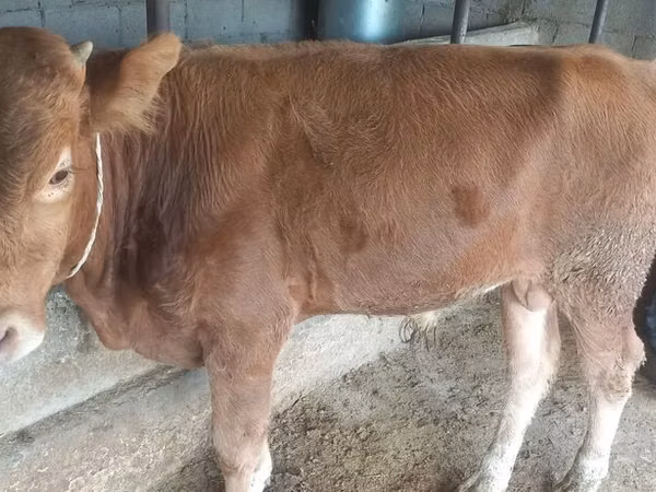 Bulle, Simmental cattle
