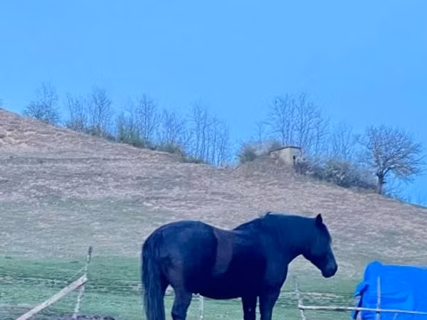 घोड़ी, Kabardian horse