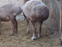 Widder, Rhon sheep — Foto 1