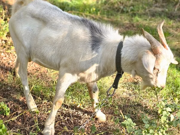 Țap, Nubian Goat — Republica Moldova