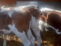 Taureau, Simmental cattle — photo 2