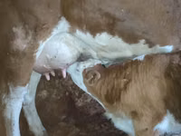 Vacă, Bovine — foto 2