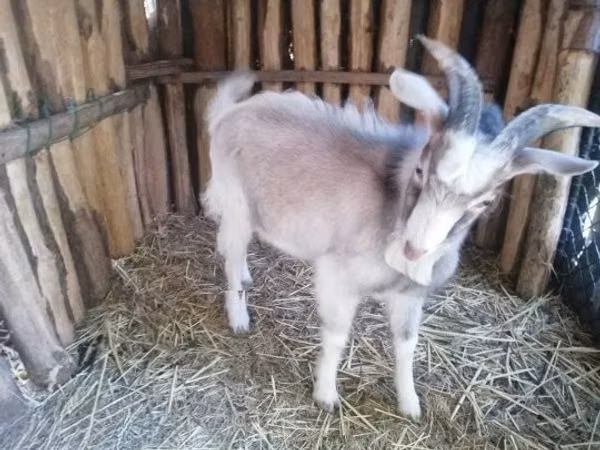 Țap, Capre