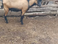 Ziegenbock, Ziegen — Foto 1