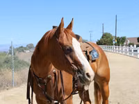 فرس, Quarter Horse — الصورة 4