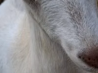 Эчки, Заанен кодуру — сүрөт 4