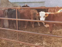 Bou, Vaca Limousine — foto 5