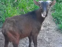 Capră, Irish goat — foto 1