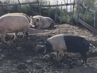 Säue, Schweine — Foto 2