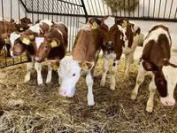 Vacă, Simmental cattle — foto 3