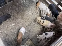 Säue, Schweine — Foto 4