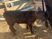 Vaca, Ganado vacuno — foto 7