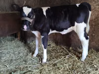 Kuh, Russian Black pied cattle — Foto 1