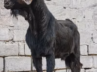 Boucs, Anatolian Black goats — photo 3
