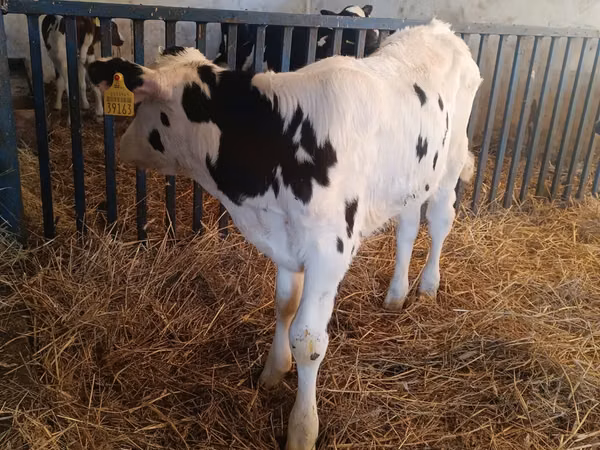 Bulle, Russian Black pied cattle