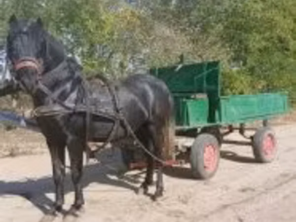 公马, Horses