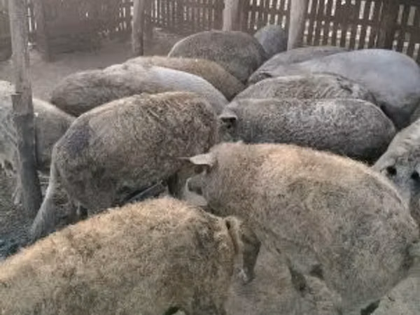 Scroafă, 
