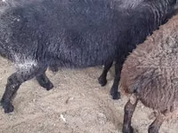 Ram, Sheep — photo 1