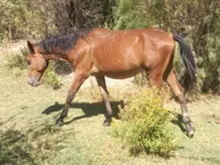 公马, Kazakh horse — 照片 2