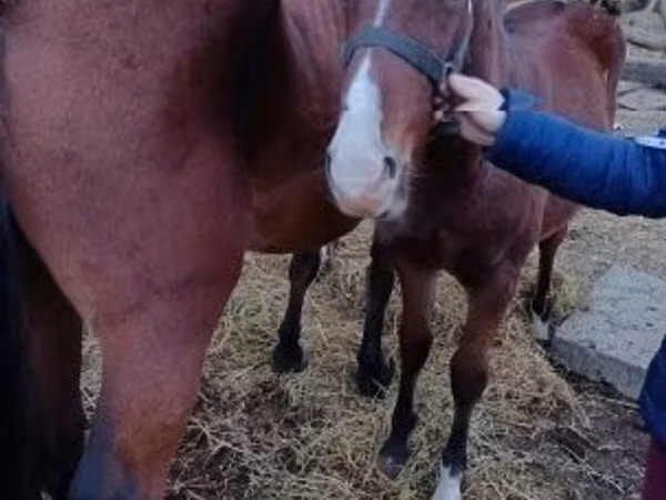 公马, Horses