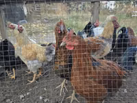 Chickens — الصورة 1