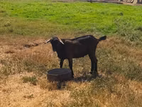 Țap, Nubian Goat — foto 4
