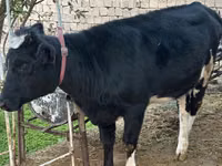 Cow, Cattle — photo 1