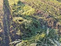 Продам тюки люцерны первый покос этого года — 3-rasm