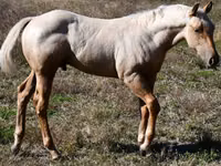 Caballo, Quarter Horse — foto 1