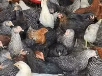 मादा सूअर — फ़ोटो 5