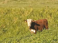 Vaca, Ayrshire — foto 5