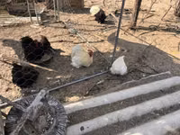 पेकिन बैंटम — फ़ोटो 5