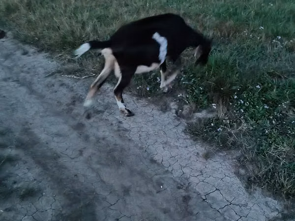 Capră, Capre