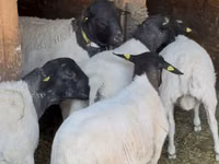Sheep, Dorper sheep — photo 2