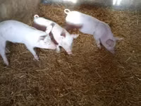 Säue, Schweine — Foto 5