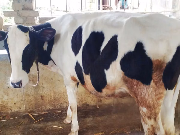 بقرة, Russian Black pied cattle