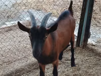 Țap, Alpine goat — foto 1