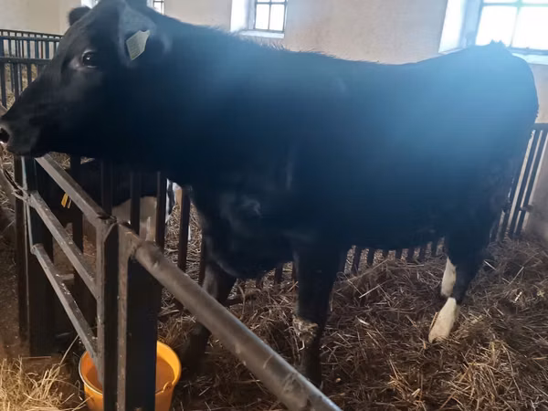 Kuh, Aberdeen-Angus
