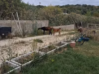 Capră, Nubian Goat — foto 1