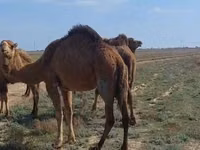 ناقة, Nar-Maya camel — الصورة 3