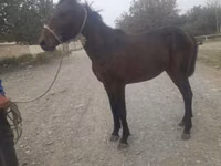 公马, Horses — 照片 1