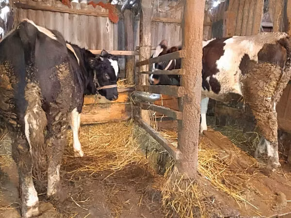 Vacă, Bovine