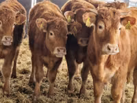 Rinder (Partie, Geschlecht nicht angegeben), Simmental cattle — Foto 1