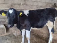 Vache, Russian Black pied cattle — photo 1