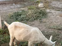عنزة, الماعز — الصورة 8