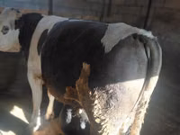 Bulle, Russian Black pied cattle — Foto 8